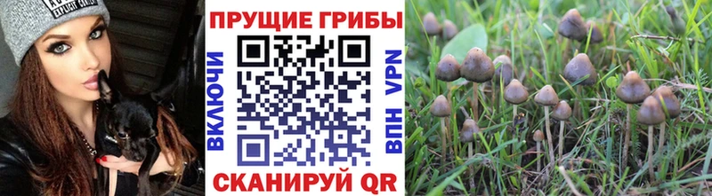 blacksprut   Асбест  Псилоцибиновые грибы Psilocybine cubensis 